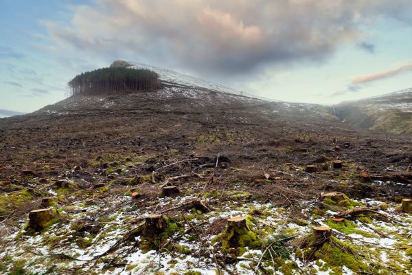 Cost of Hill Removal in Bellingham